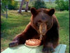 GENTLE BEN - THE COMPLETE SERIES + GENTLE GIANT MOVIE (CBS 1967-69) Dennis Weaver, Clint Howard, Beth Brickell, Rance Howard
