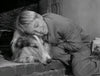 LASSIE UNLEASHED: 280 DOG YEARS IN TV + BONUS (ABC 12/29/94) RARE!
