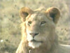 ABC WORLD OF DISCOVERY: LION - AFRICA'S KING OF THE BEASTS (ABC 12/29/94) James Brolin