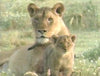 ABC WORLD OF DISCOVERY: LION - AFRICA'S KING OF THE BEASTS (ABC 12/29/94) James Brolin