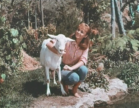 TAMMY (ABC 1965-66) Debbie Watson, Denver Pyle, Dorothy Green RARE!!!